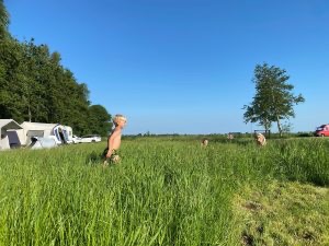 Camping Ouwster Nijega