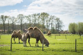 Camping Amerongen